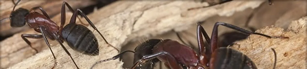 Close-up of ants on wood showing an active ant infestation in Rochester, NY