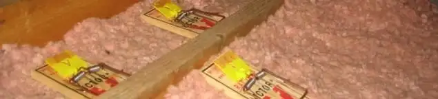 Mouse traps placed in an attic for rodent control in Rochester, NY