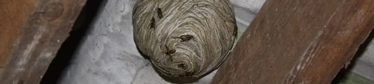 Wasp nest in an attic space, a common home infestation risk in Rochester, NY