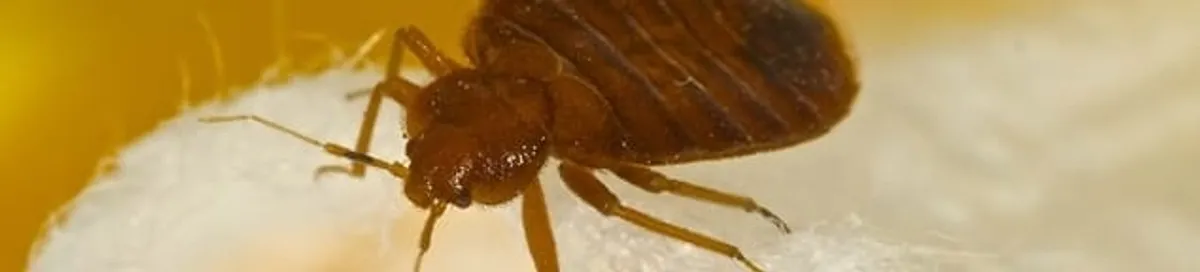 Close-up of a bed bug, a sign of an active infestation in Rochester, NY