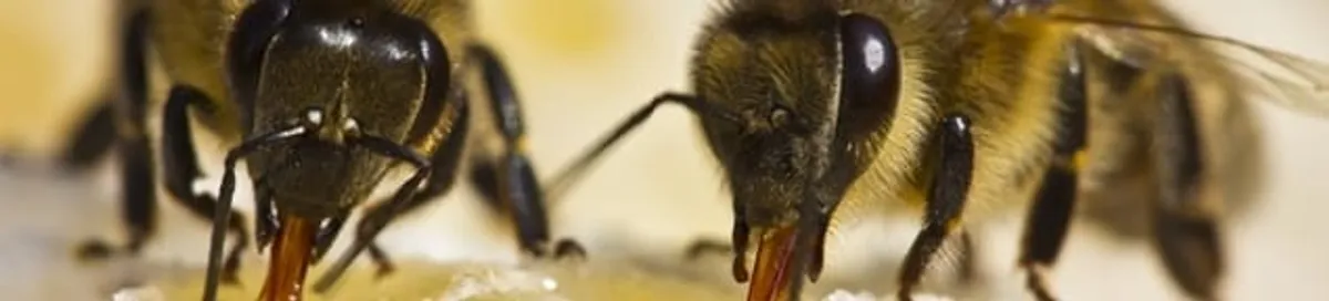 Close-up of honey bees, a sign of a nearby hive in Rochester, NY
