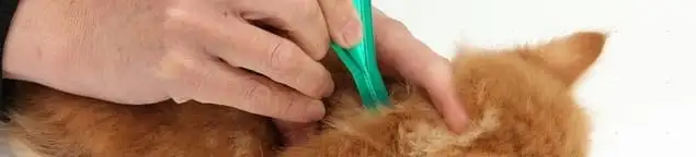 Flea treatment for pets using a flea comb, a sign of flea problems in Rochester, NY