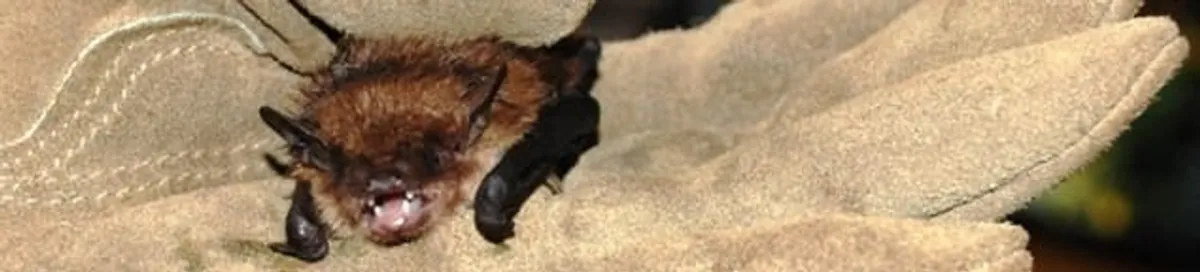 Bat removal specialist holding a bat safely during humane exclusion in Rochester, NY