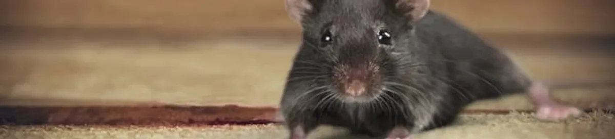 Mouse indoors, a common sign of a rodent infestation in Rochester, NY