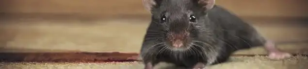 Mouse indoors, a common sign of a rodent infestation in Rochester, NY