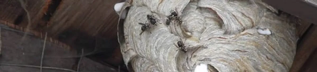 Close-up of a wasp nest with active wasps, a sign of an infestation in Rochester, NY